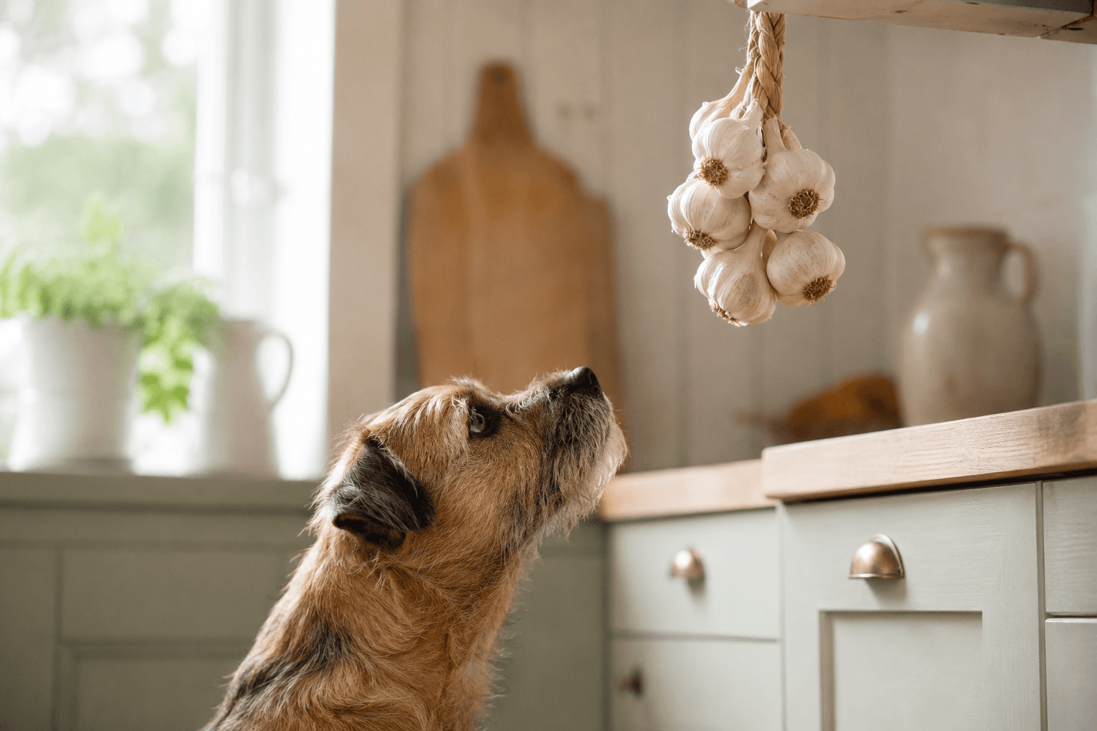 Terrier looking up at a string of garlic bulbs hanging in a kitchen