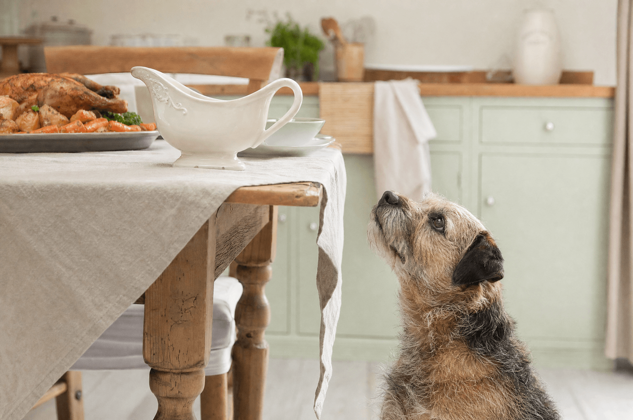 Terrier looking up at a gravy boat on the edge of a roast dinner table