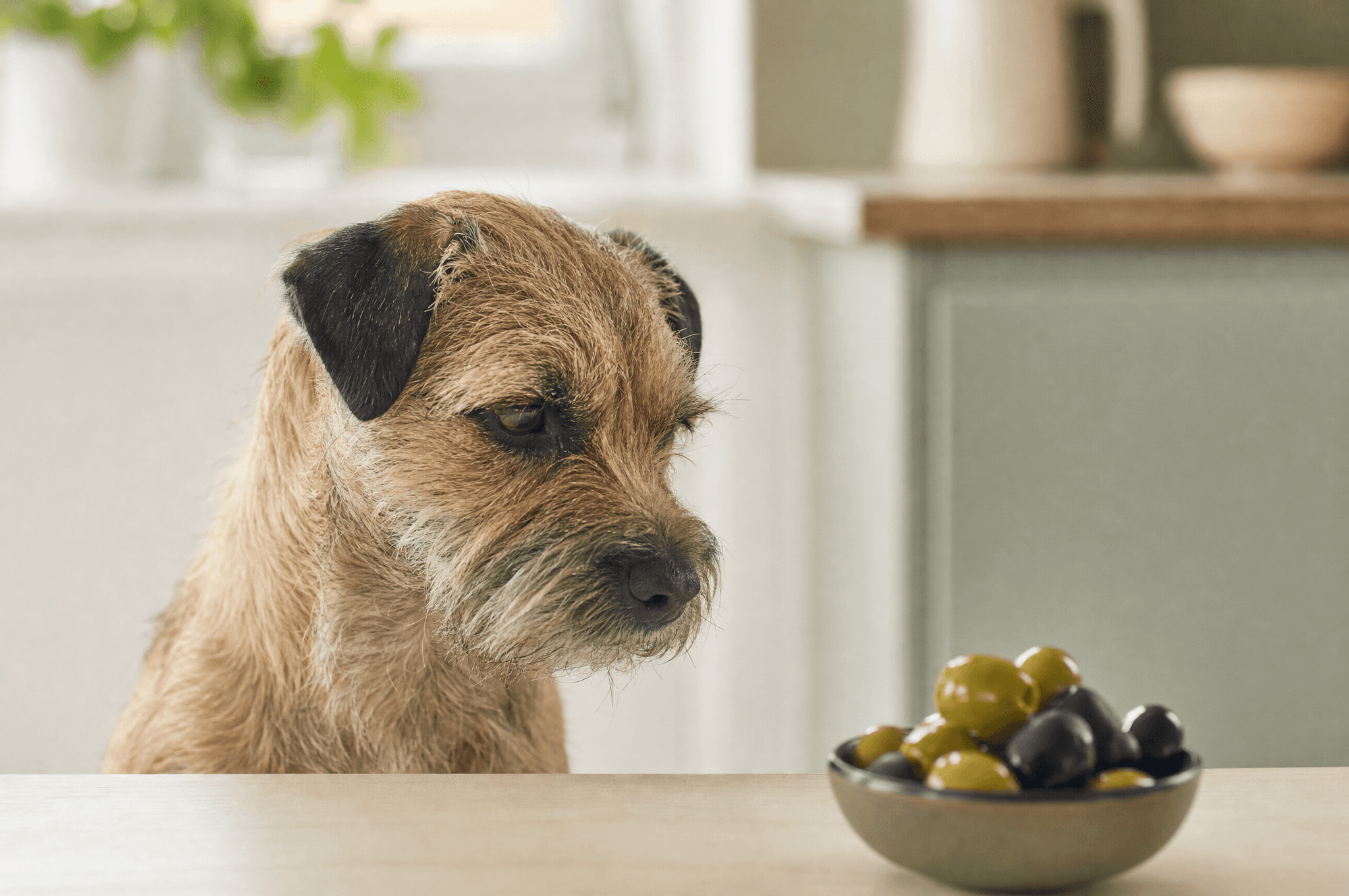 Terrier looking at a small bowl of olives on a table edge