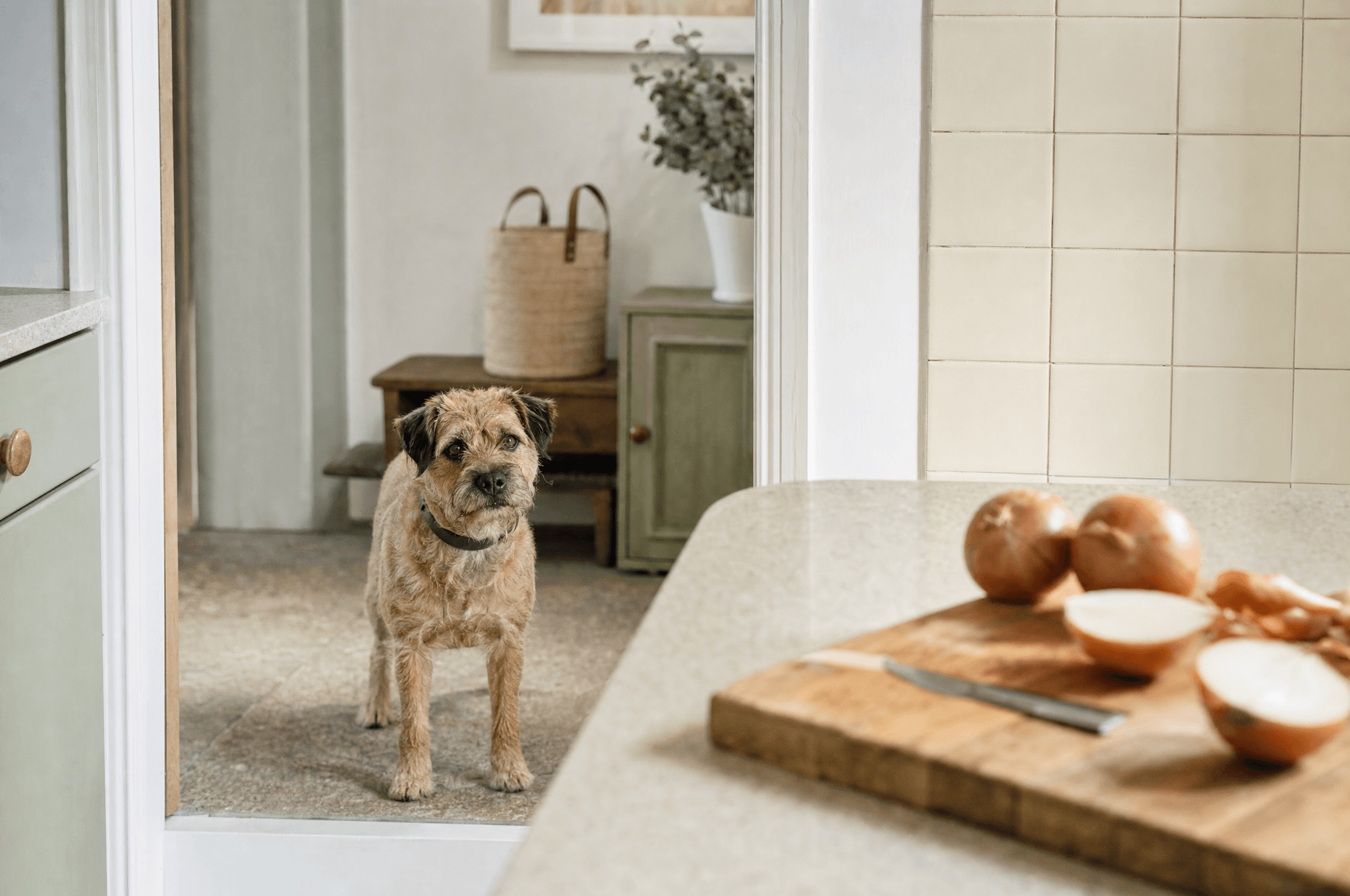 Terrier at a distance from onions on a kitchen counter