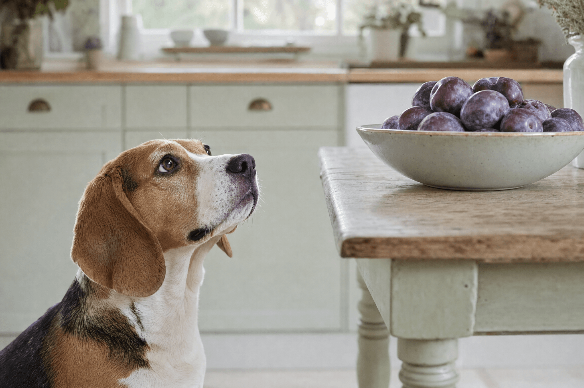 Beagle looking up at a bowl of ripe plums on a table
