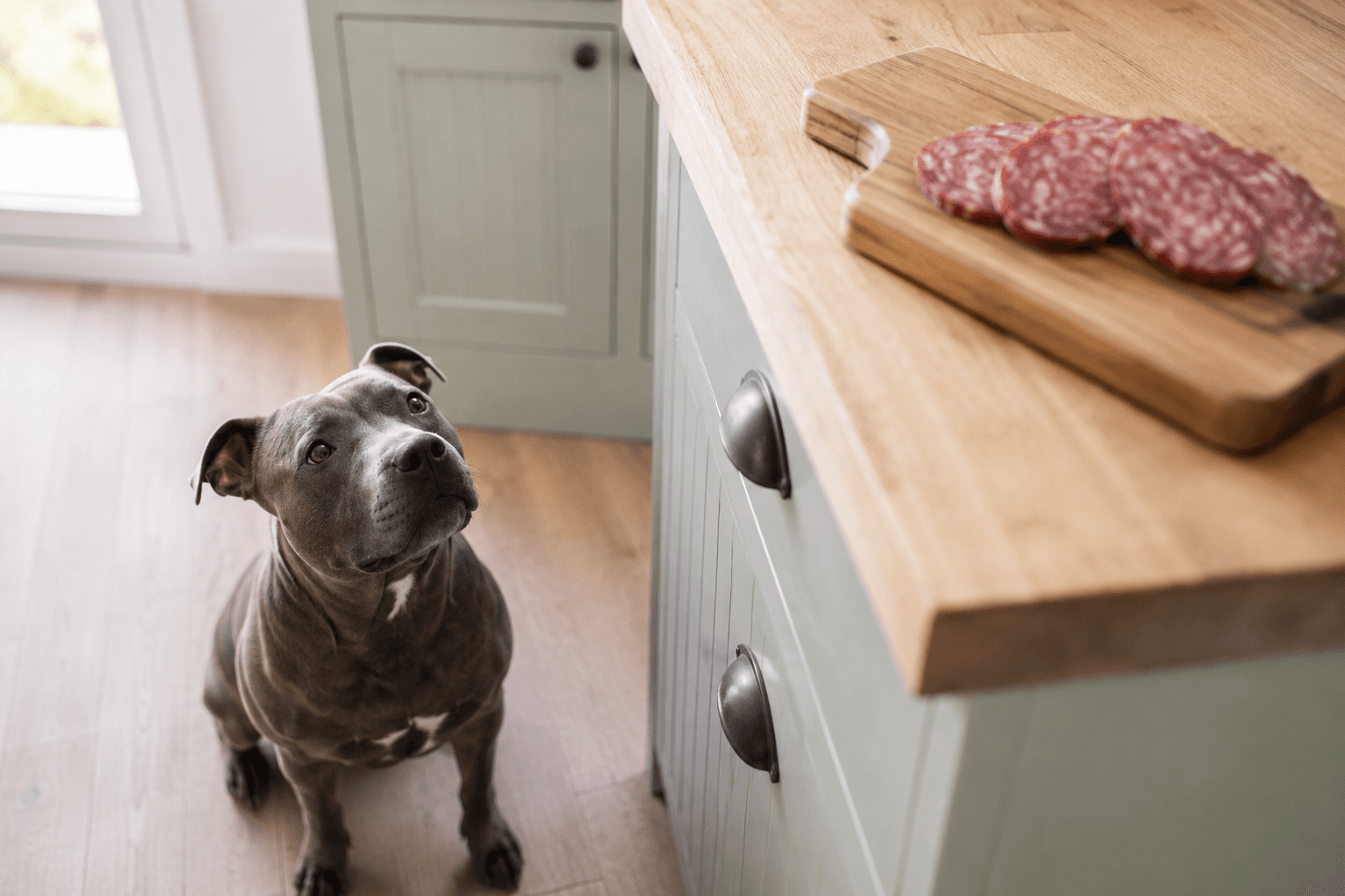 Staffordshire bull terrier looking up from the floor at sliced salami on a wooden board, out of reach
