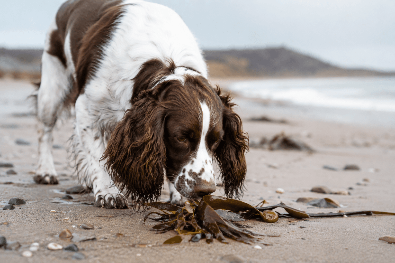 Springer spaniel sniffing at a strand of dried seaweed on a sandy UK beach